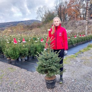 Smrek pichľavý (Picea pungens) ´GLAUCA´ – výška 100-130 cm, kont. C15L